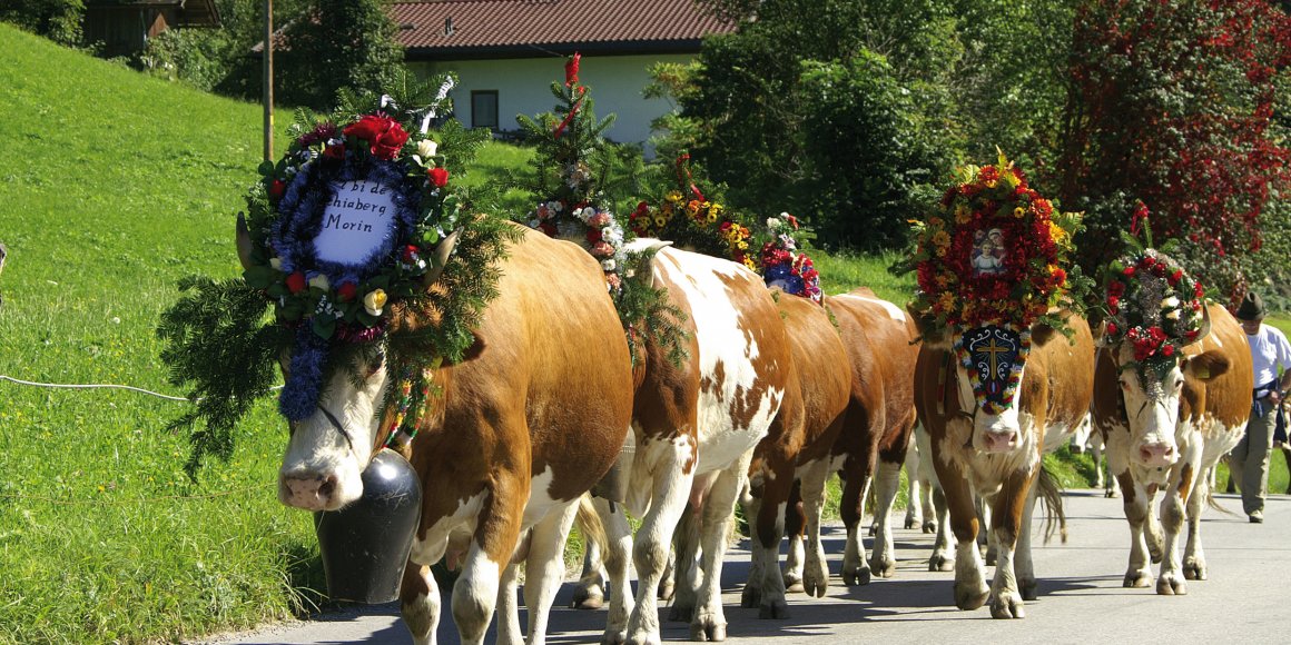 Almabtrieb im Zillertal