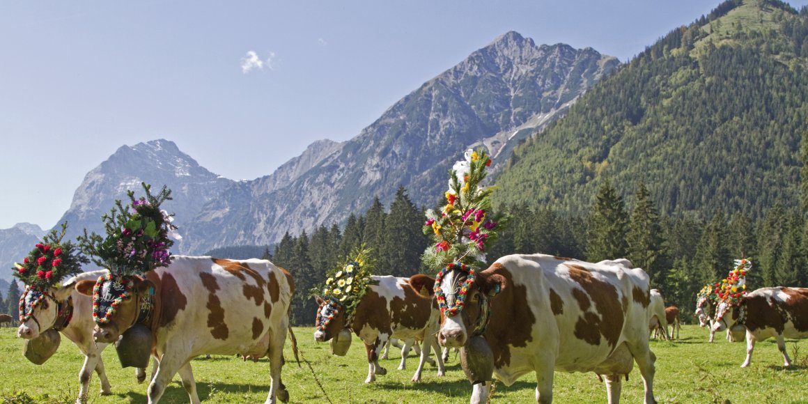 Almabtrieb in Tirol