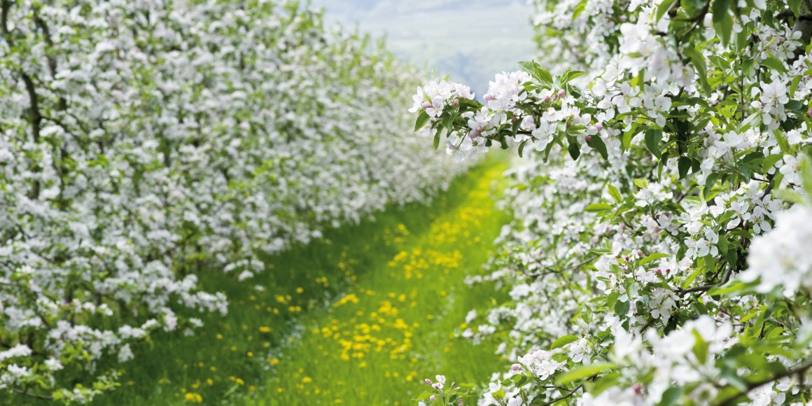 Apfelblüte in Südtirol in Italien