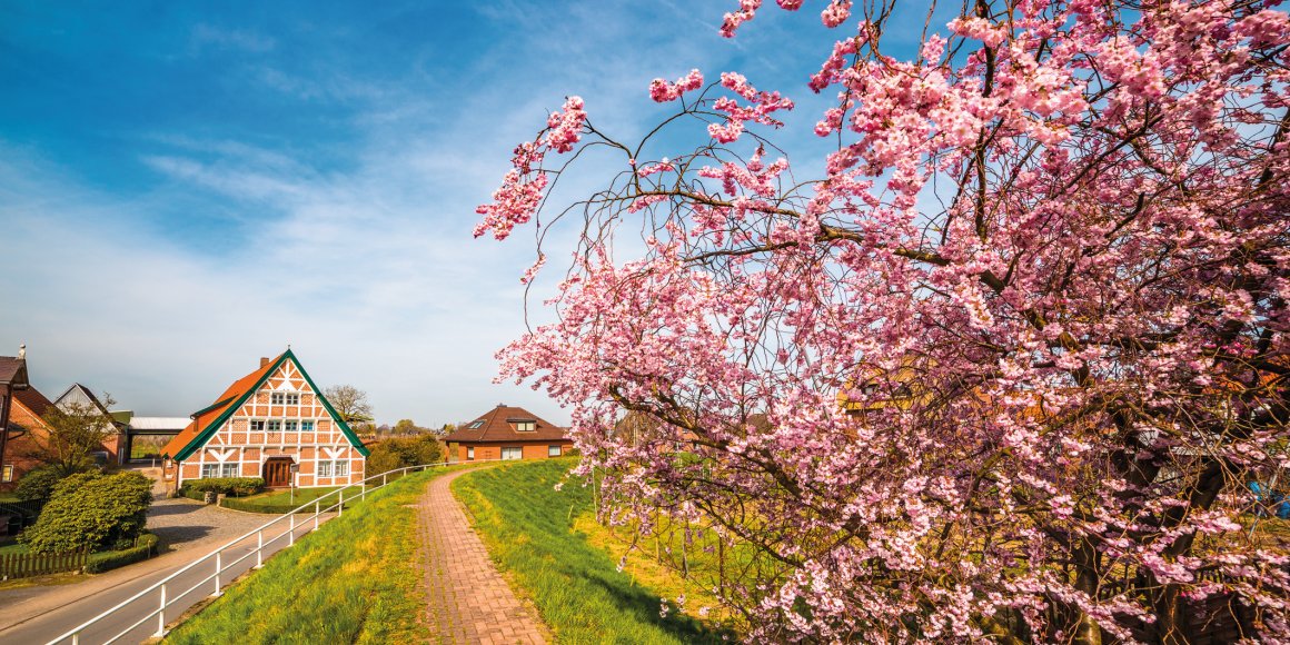 Altes Land zur Blütezeit