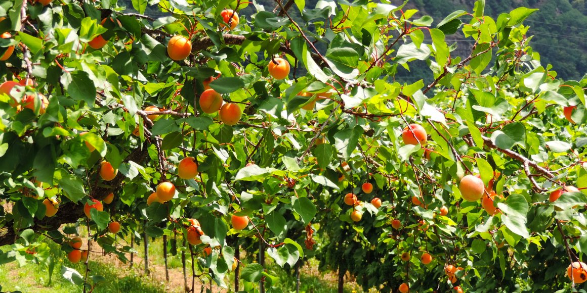 Marillenplantage in der Wachau
