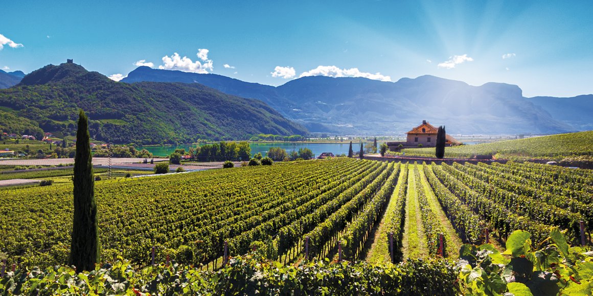 Weinberge am Kalterer See