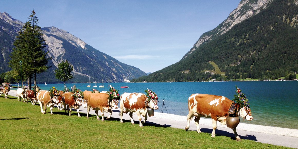 Almabtrieb in Pertisau am Achensee