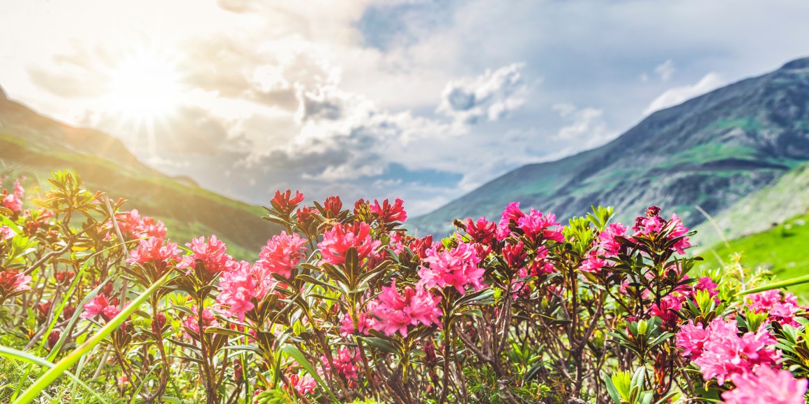 Almrosenblüte in den Bergen