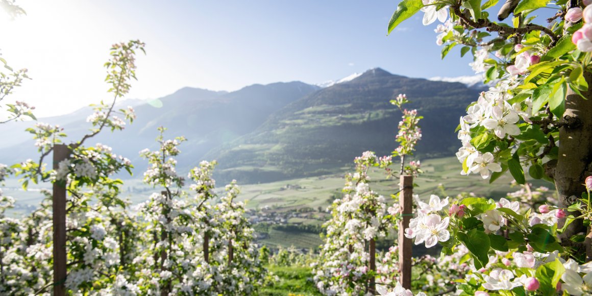 Apfelblüte Südtirol