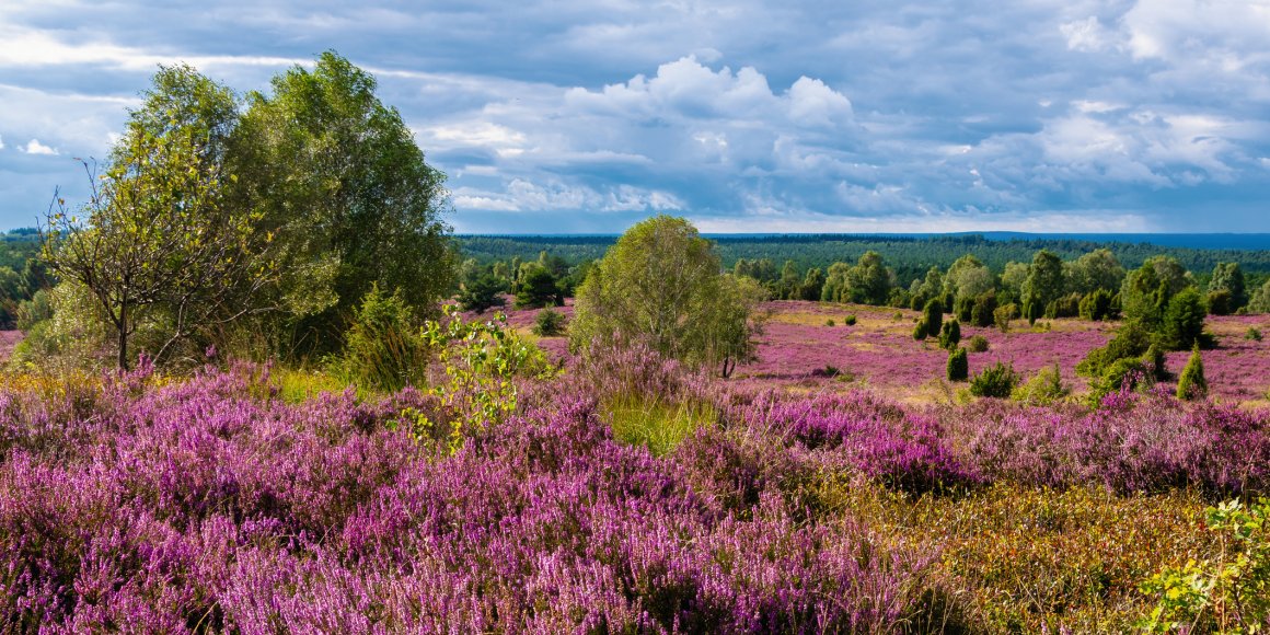 Die Lüneburger Heide in voller Blüte