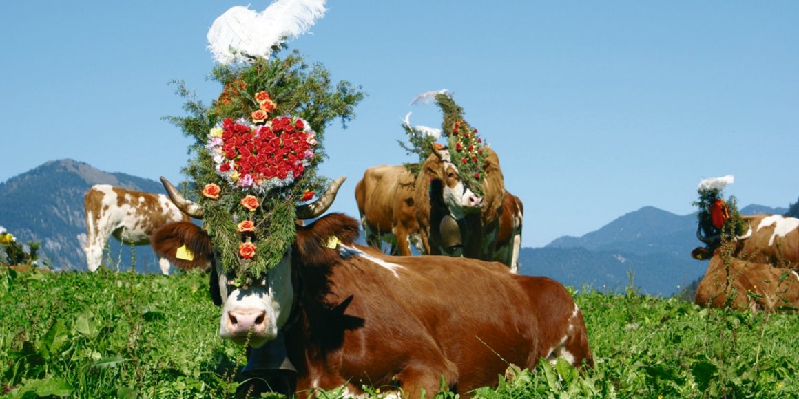 Almabtrieb in Reith im Alpbachtal - Wer ist die schönste Kuh?