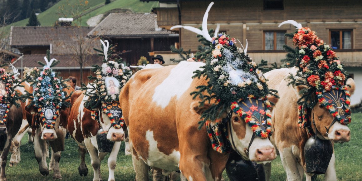 Almabtrieb in Gerlos