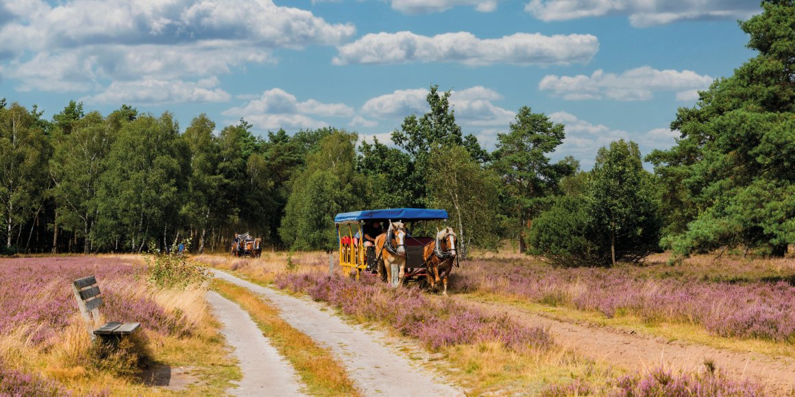 Kutschfahrt durch die Lüneburger Heide