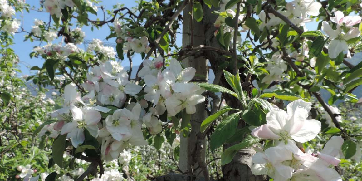 Apfelblüte