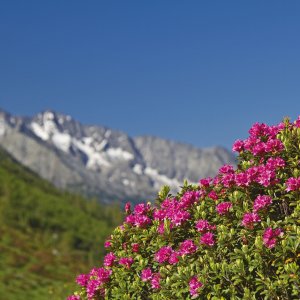 Almrosenblüte