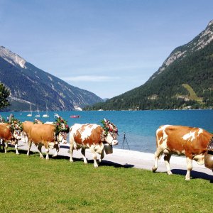 Almabtrieb in Pertisau am Achensee