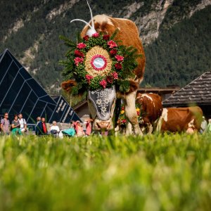 Almabtrieb der Gramai Alm