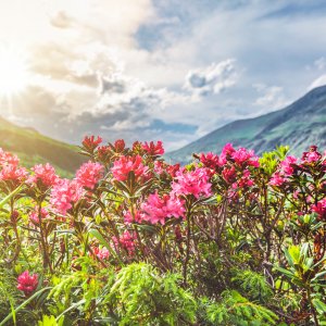 Almrosenblüte in den Bergen