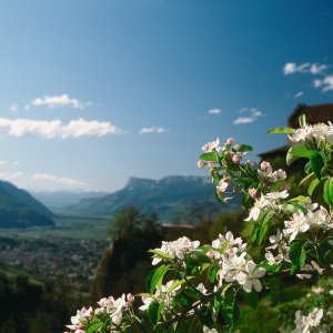 Apfelblüte vor Schloss Tirol