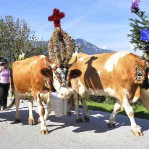 Almabtrieb in Reith im Alpbachtal