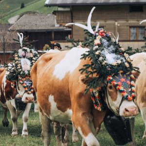 Almabtrieb in Gerlos