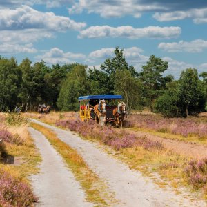 Kutschfahrt durch die Lüneburger Heide