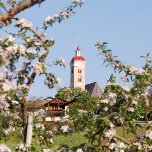 Apfelblüte in Natz-Schabs