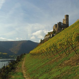 Burg Ehrenfels bei Rüdesheim