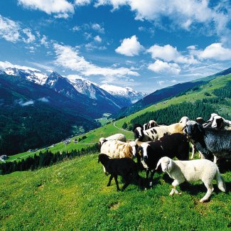 Bergschafe im Zillertal