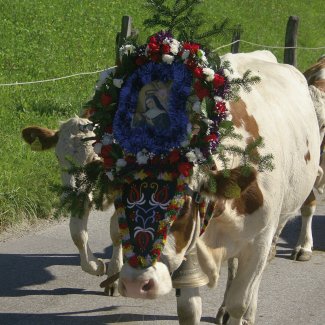 Almabtrieb im Zillertal