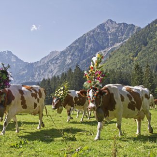 Almabtrieb in Tirol