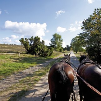 Kutschfahrt durch die Lüneburger Heide 