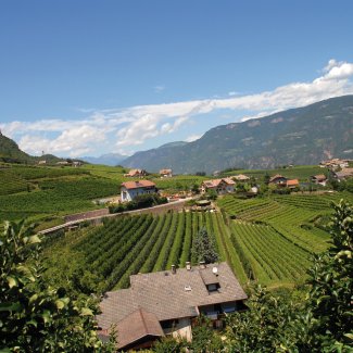 Weinberge bei Eppan