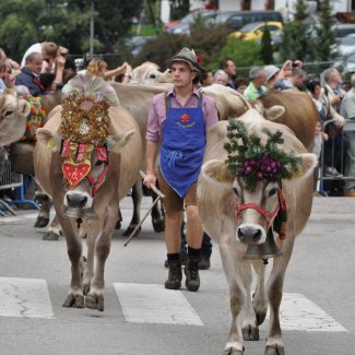 Almabtrieb in Terenten