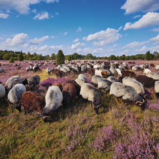 Heidschnuckenherde in der Lüneburger Heide