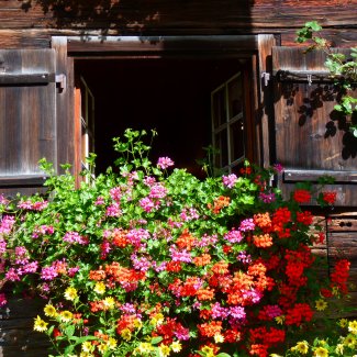 Mit Geranien geschmücktes Bauernhaus
