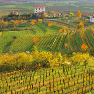 Collio Weinregion