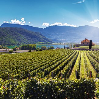 Weinberge am Kalterer See