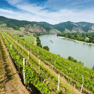 Weinberge entlang der Donau in der Wachau