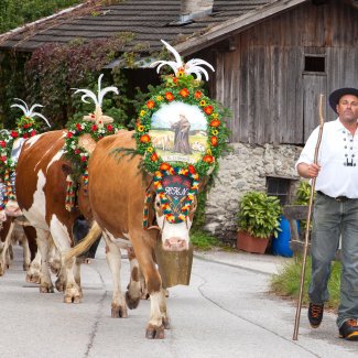 Almabtrieb im Zillertal