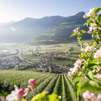 Apfelblüte in Südtirol