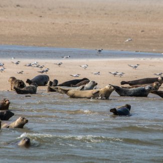 Seehundsbänke vor Borkum