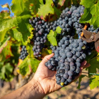 Weinlese