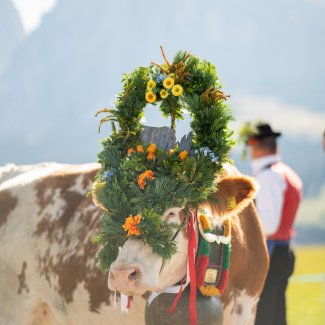 Almabtrieb Compatsch - Kastelruth