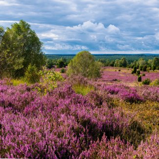 Die Lüneburger Heide in voller Blüte