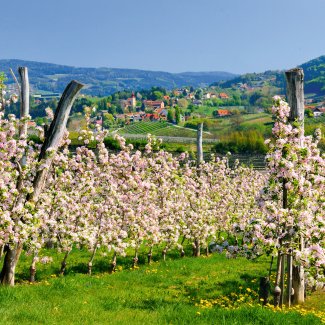 Apfelblüte an der Steirischen Apfelstraße