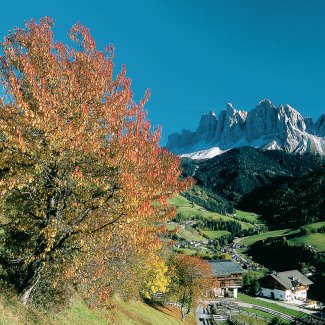 Geislergruppe im Herbst