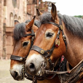 Schwarzwälder Kaltblut