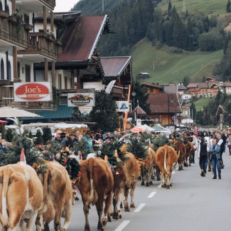 Almabtrieb in Gerlos