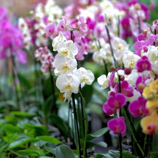 Orchideen