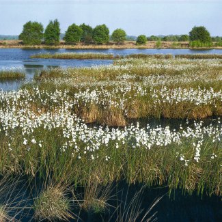 Moorlandschaft im Emsland